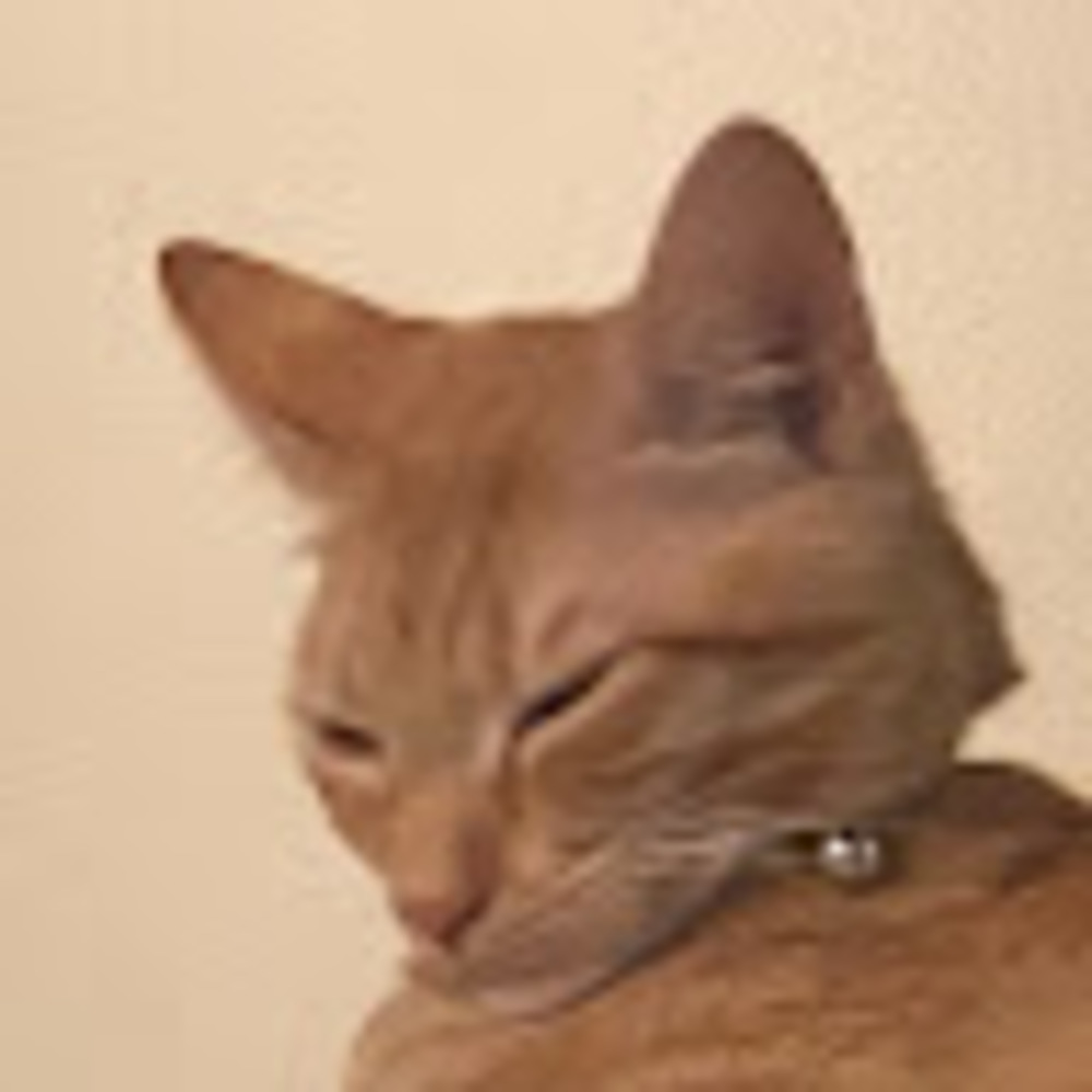 Meet your Posher, Alexandria